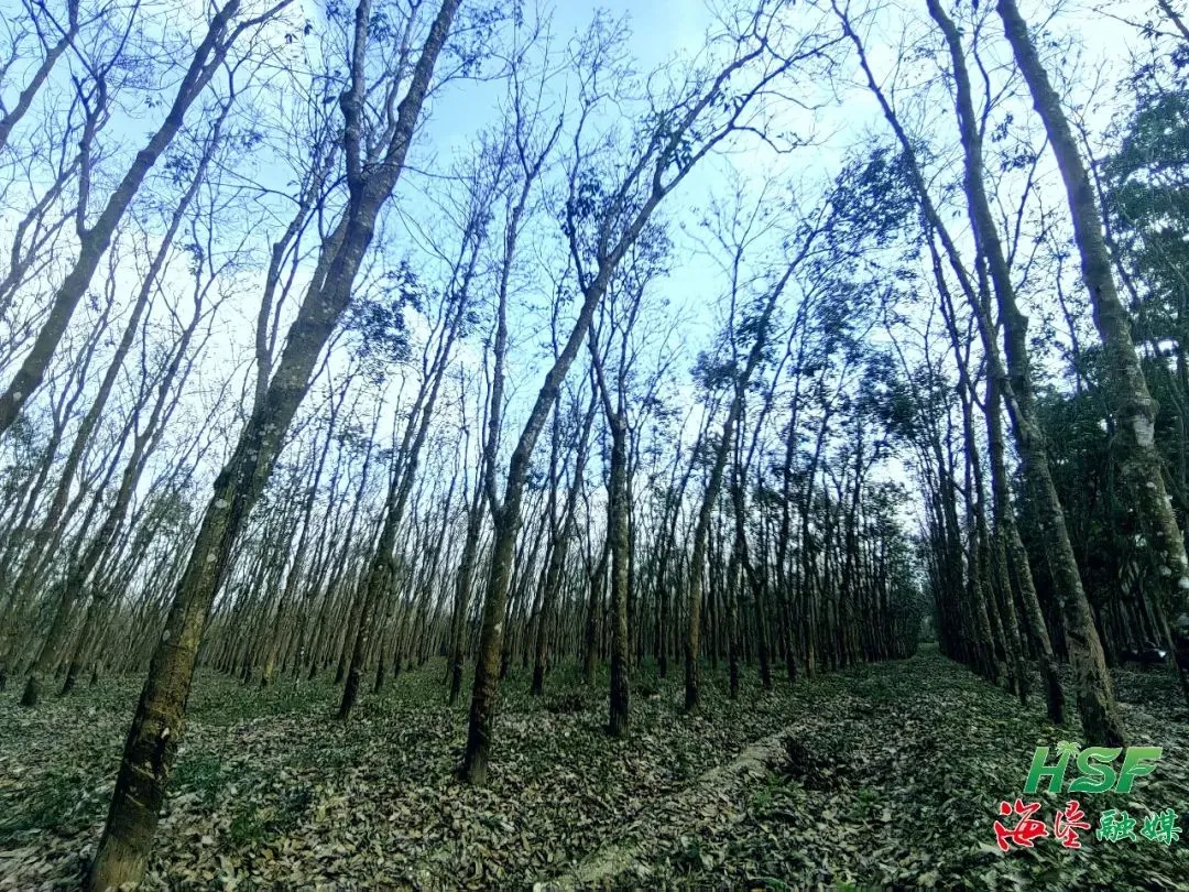 學(xué)習(xí)“邦溪經(jīng)驗(yàn)”后，海南橡膠龍江分公司變了！